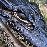 Alligator hunting - St. Augustine, Florida