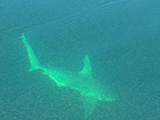 shark-fishing-st-augustine-02