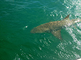 shark-fishing-st-augustine